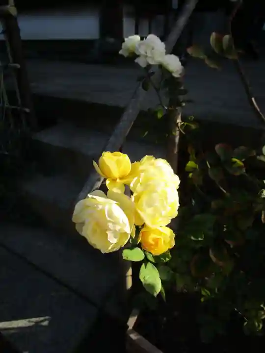 おふさ観音(観音寺)(奈良県)