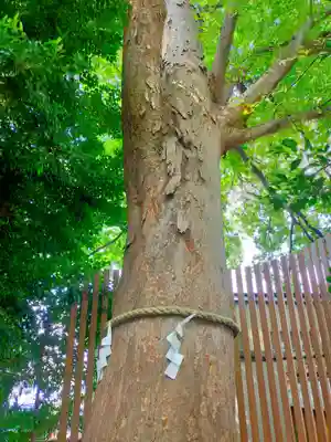 鎮守氷川神社(埼玉県)