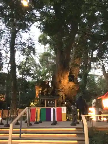 來宮神社の自然