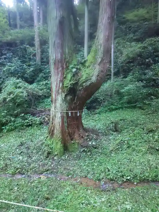 賀毗禮神宮の自然