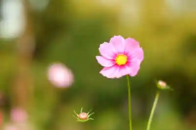 般若寺 ❁﻿コスモス寺❁(奈良県)