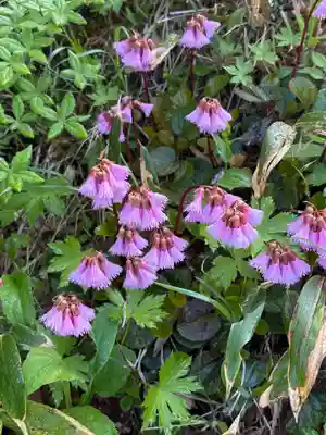 白山比咩神社　奥宮(石川県)