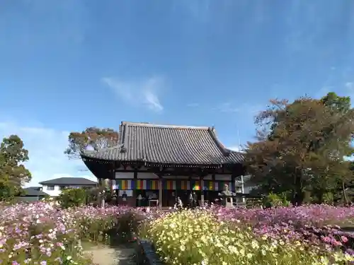 般若寺 ❁﻿コスモス寺❁(奈良県)