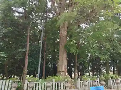 鴨都波神社(奈良県)