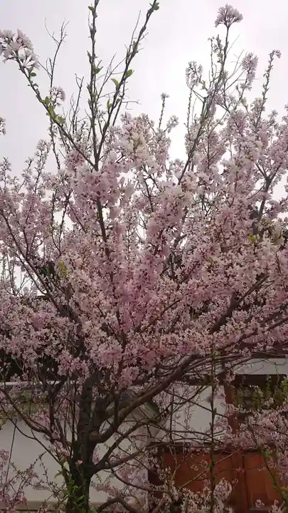 日置八幡宮の自然