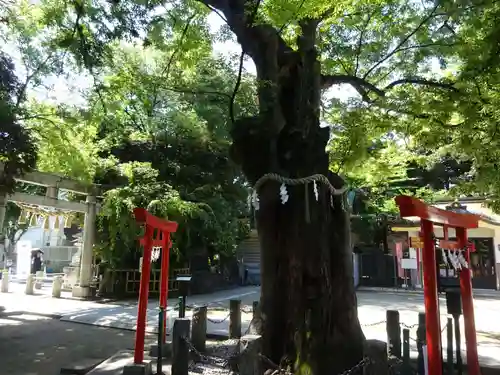 新田神社の自然