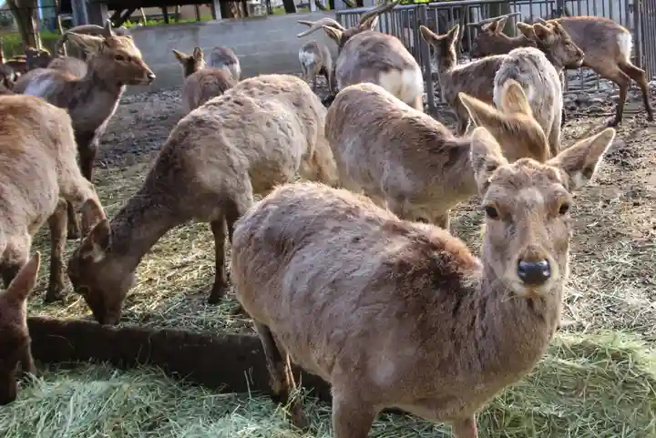 三嶋大社(静岡県)