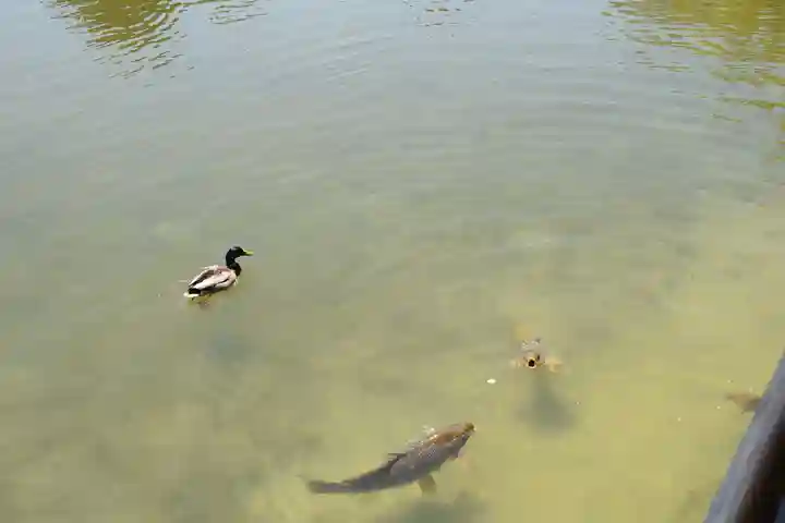 平安神宮の動物