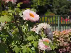 箭弓稲荷神社の自然