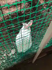 太子堂八幡神社の動物