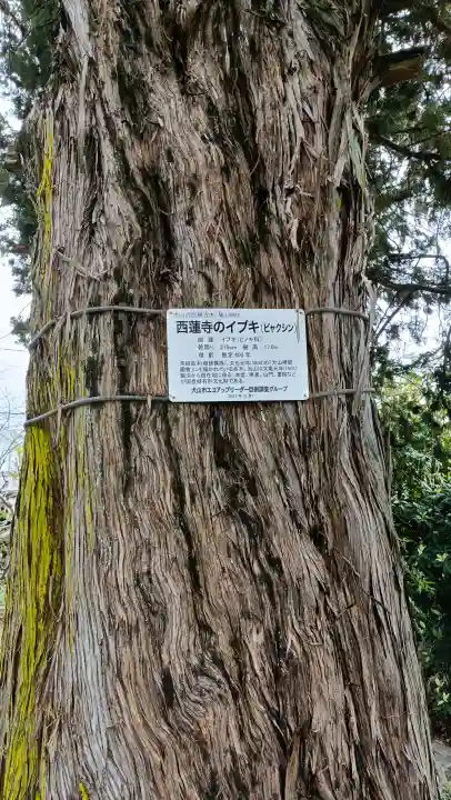 西蓮寺の{uncategorized: "未分類", other: "その他", undefined: "問題あり", building: "その他建物", grave: "お墓", sacred_gate: "鳥居", guardian: "狛犬", statue: "像", buddha: "仏像", history: "歴史", nature: "自然", garden: "庭園", animal: "動物", pagoda: "塔", temizu: "手水舎", mountain_gate: "山門・神門", sanctuary: "本殿・本堂", subordinate: "末社・摂社", art: "芸術", scenery: "景色", jizo: "地蔵", ema: "絵馬", goshuin: "御朱印", omikuji: "おみくじ", items: "授与品その他", amulet: "お守り", goshuincho: "御朱印帳", eats: "食事", festival: "お祭り", votive_dance: "神楽", shichigosan: "七五三参", wedding: "結婚式", experience: "体験その他", initially: "初詣", around: "周辺", anti_infection: "感染症対策"}