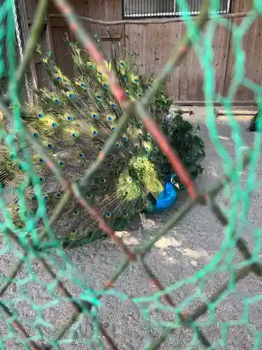 岩槻久伊豆神社(埼玉県)