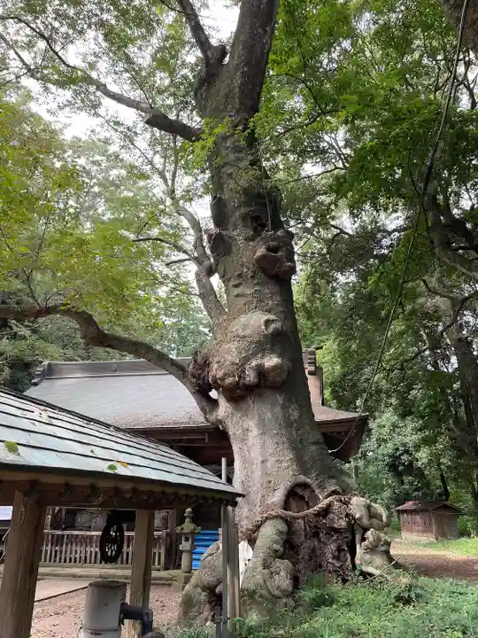 中村八幡宮(栃木県)