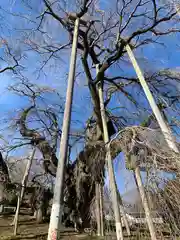 瀧桜神明宮(福島県)