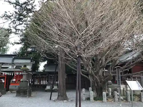 秩父神社の自然