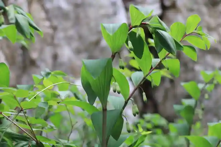 鹿島大神宮の自然
