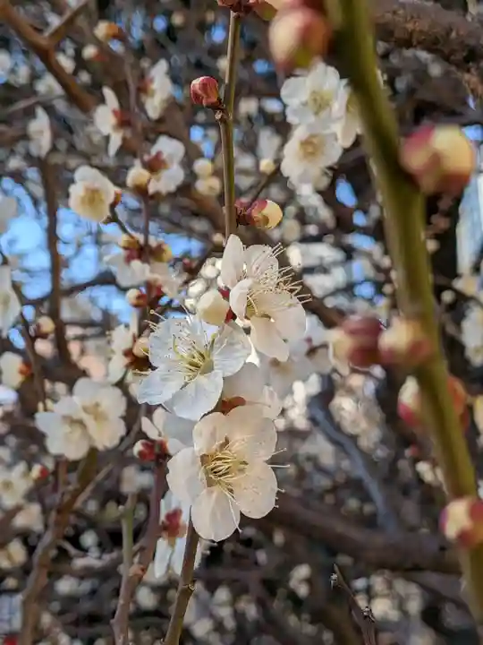 熊野神社(東京都)