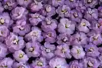 阿邪訶根神社の手水舎