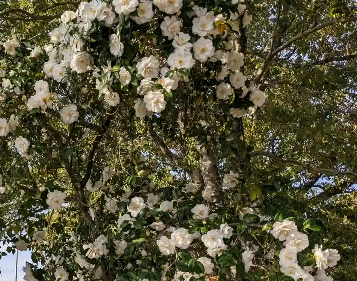 大井神社の{uncategorized: "未分類", other: "その他", undefined: "問題あり", building: "その他建物", grave: "お墓", sacred_gate: "鳥居", guardian: "狛犬", statue: "像", buddha: "仏像", history: "歴史", nature: "自然", garden: "庭園", animal: "動物", pagoda: "塔", temizu: "手水舎", mountain_gate: "山門・神門", sanctuary: "本殿・本堂", subordinate: "末社・摂社", art: "芸術", scenery: "景色", jizo: "地蔵", ema: "絵馬", goshuin: "御朱印", omikuji: "おみくじ", items: "授与品その他", amulet: "お守り", goshuincho: "御朱印帳", eats: "食事", festival: "お祭り", votive_dance: "神楽", shichigosan: "七五三参", wedding: "結婚式", experience: "体験その他", initially: "初詣", around: "周辺", anti_infection: "感染症対策"}