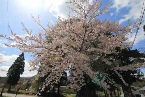 大原観音堂の自然