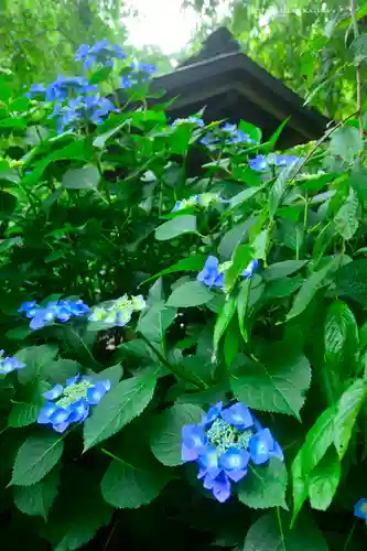 明月院(神奈川県)