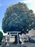 御嶽神社の{uncategorized: "未分類", other: "その他", undefined: "問題あり", building: "その他建物", grave: "お墓", sacred_gate: "鳥居", guardian: "狛犬", statue: "像", buddha: "仏像", history: "歴史", nature: "自然", garden: "庭園", animal: "動物", pagoda: "塔", temizu: "手水舎", mountain_gate: "山門・神門", sanctuary: "本殿・本堂", subordinate: "末社・摂社", art: "芸術", scenery: "景色", jizo: "地蔵", ema: "絵馬", goshuin: "御朱印", omikuji: "おみくじ", items: "授与品その他", amulet: "お守り", goshuincho: "御朱印帳", eats: "食事", festival: "お祭り", votive_dance: "神楽", shichigosan: "七五三参", wedding: "結婚式", experience: "体験その他", initially: "初詣", around: "周辺", anti_infection: "感染症対策"}