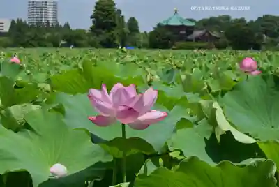 寛永寺不忍池弁天堂(東京都)