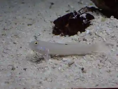 元町厳島神社(神奈川県)