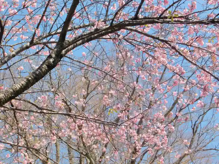 楽法寺(雨引観音)の自然