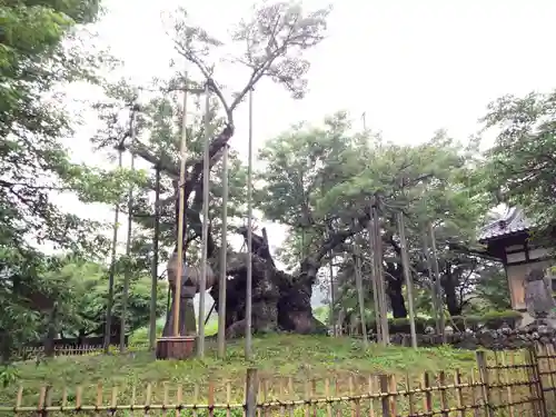 実相寺の庭園