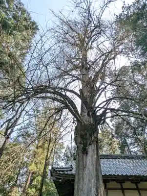 若狭姫神社（若狭彦神社下社）の{uncategorized: "未分類", other: "その他", undefined: "問題あり", building: "その他建物", grave: "お墓", sacred_gate: "鳥居", guardian: "狛犬", statue: "像", buddha: "仏像", history: "歴史", nature: "自然", garden: "庭園", animal: "動物", pagoda: "塔", temizu: "手水舎", mountain_gate: "山門・神門", sanctuary: "本殿・本堂", subordinate: "末社・摂社", art: "芸術", scenery: "景色", jizo: "地蔵", ema: "絵馬", goshuin: "御朱印", omikuji: "おみくじ", items: "授与品その他", amulet: "お守り", goshuincho: "御朱印帳", eats: "食事", festival: "お祭り", votive_dance: "神楽", shichigosan: "七五三参", wedding: "結婚式", experience: "体験その他", initially: "初詣", around: "周辺", anti_infection: "感染症対策"}