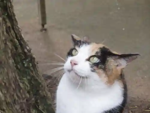 麻賀多神社の動物