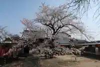 浄泉寺(愛知県)