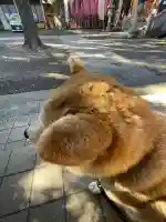 笠䅣稲荷神社(神奈川県)