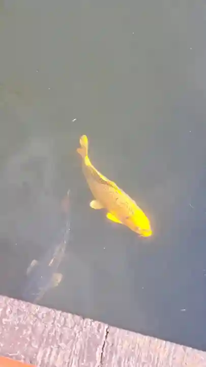 貫井神社の{uncategorized: "未分類", other: "その他", undefined: "問題あり", building: "その他建物", grave: "お墓", sacred_gate: "鳥居", guardian: "狛犬", statue: "像", buddha: "仏像", history: "歴史", nature: "自然", garden: "庭園", animal: "動物", pagoda: "塔", temizu: "手水舎", mountain_gate: "山門・神門", sanctuary: "本殿・本堂", subordinate: "末社・摂社", art: "芸術", scenery: "景色", jizo: "地蔵", ema: "絵馬", goshuin: "御朱印", omikuji: "おみくじ", items: "授与品その他", amulet: "お守り", goshuincho: "御朱印帳", eats: "食事", festival: "お祭り", votive_dance: "神楽", shichigosan: "七五三参", wedding: "結婚式", experience: "体験その他", initially: "初詣", around: "周辺", anti_infection: "感染症対策"}