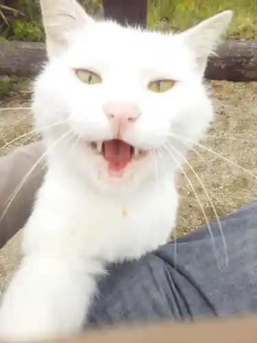 最上稲荷山妙教寺の動物