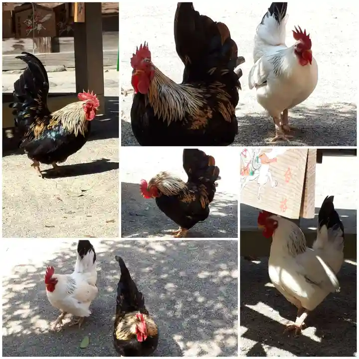大崎八幡宮の動物
