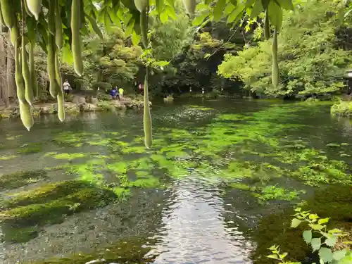 富士山本宮浅間大社の自然