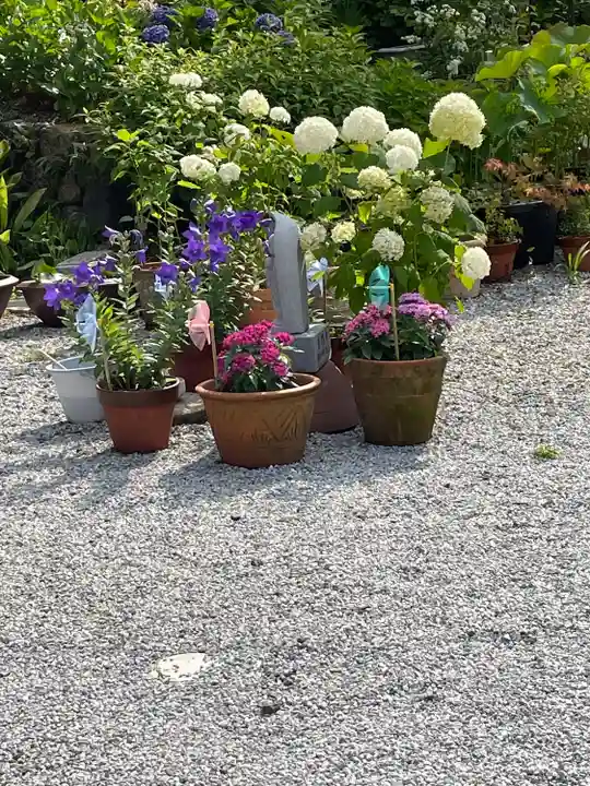 普門寺(切り絵御朱印発祥の寺)の自然