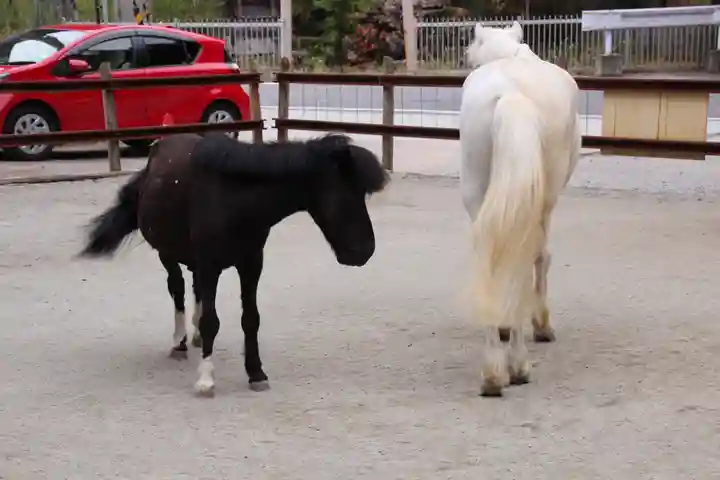 丹生川上神社(下社)の動物