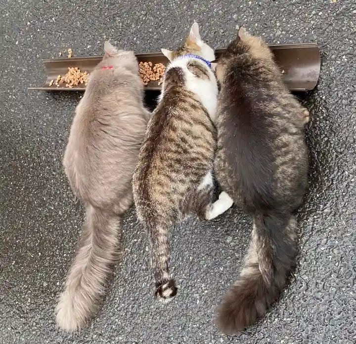 御誕生寺(猫寺)の動物