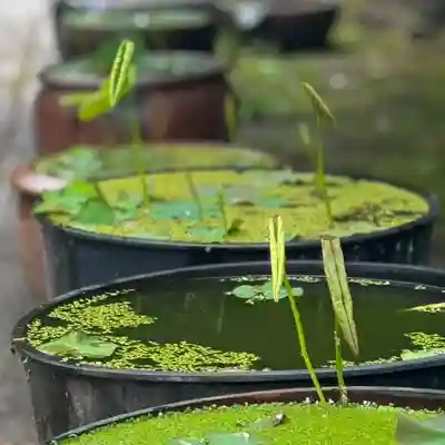 伊勢の国 四天王寺(三重県)
