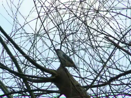 留辺蘂神社の動物