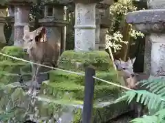 春日大社の動物