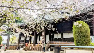 寛永寺(根本中堂)の本殿・本堂
