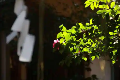 神炊館神社 ⁂奥州須賀川総鎮守⁂の自然