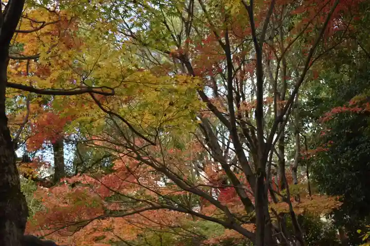 廬山寺(廬山天台講寺)の自然