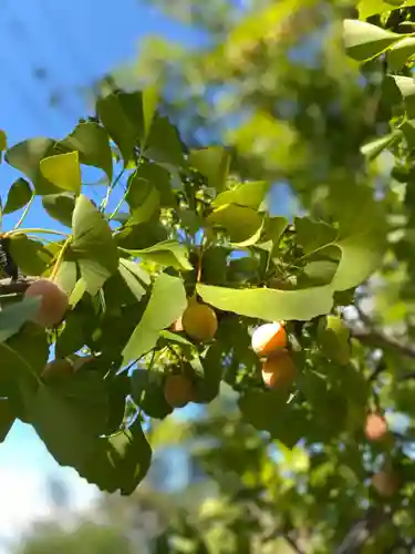 弘前天満宮の自然
