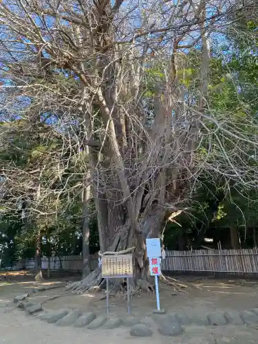 峯ヶ岡八幡神社(埼玉県)
