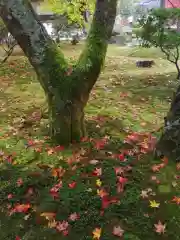 慈照寺（慈照禅寺・銀閣寺）の庭園